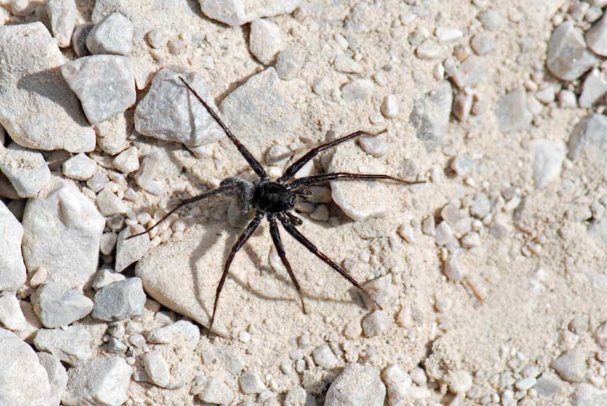 Pardosa sp.